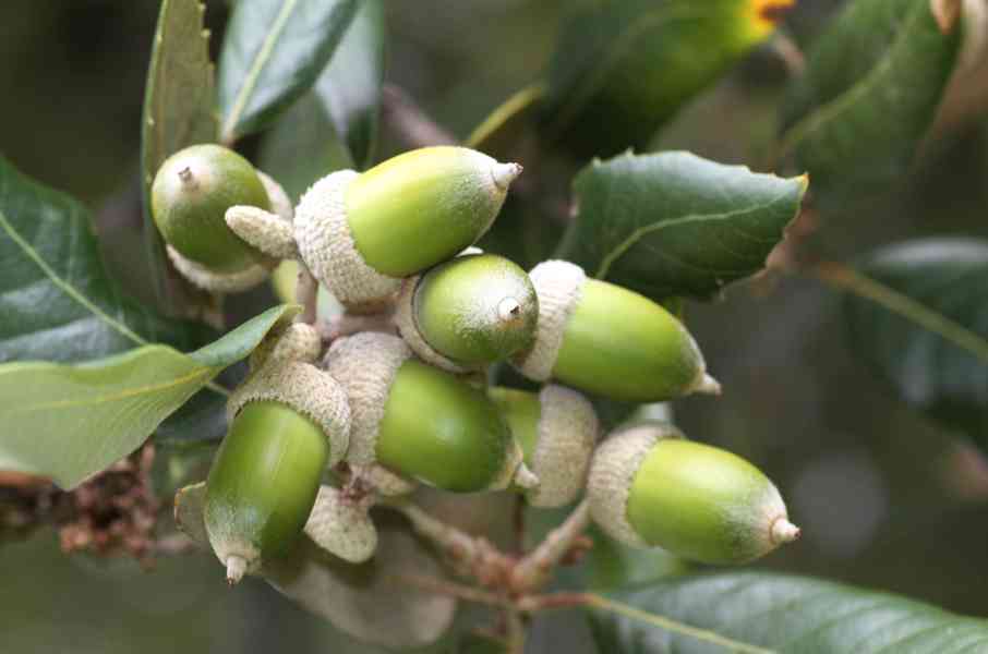 Dub cesmínový (Quercus ilex) - 90 cm - foto 2