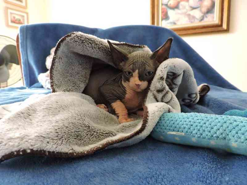 Kanadský sphynx - foto 1
