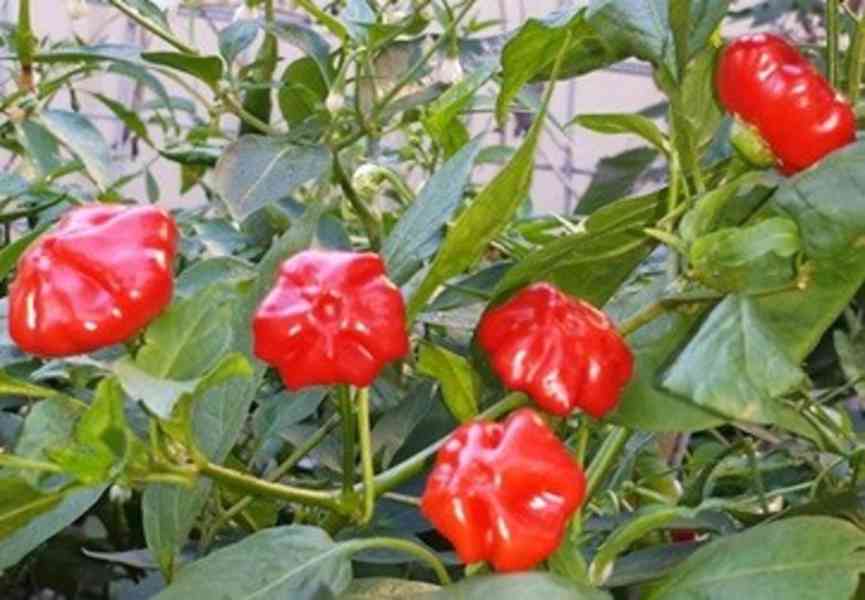 SAZENICE CHILLI BRAZILIAN STARFISH - foto 1