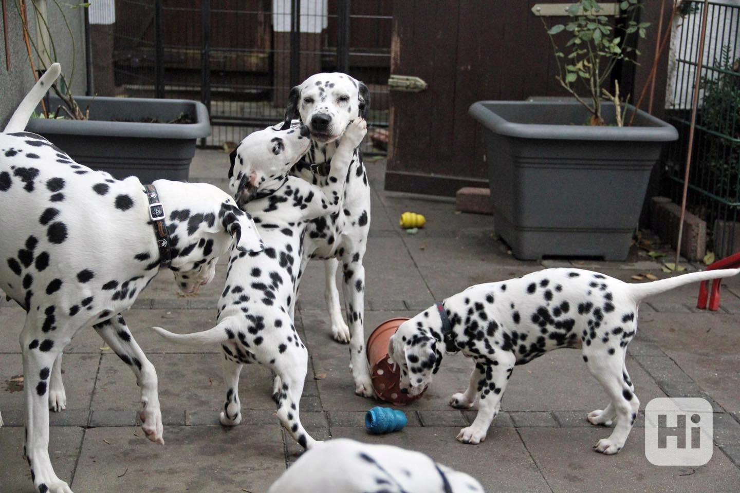 Kiváló dalmata fiú és lány kölyökkutyák - foto 1