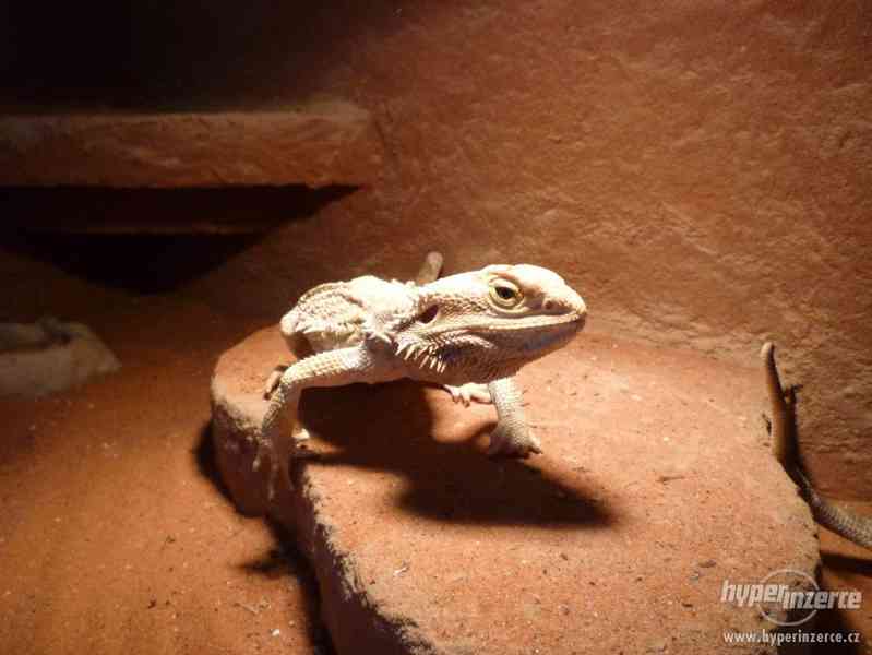 Agama Vousatá + terarium. - foto 1