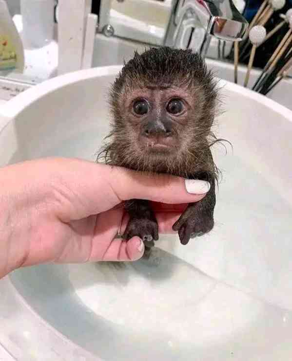  Kapucín hledá nový domov - foto 1