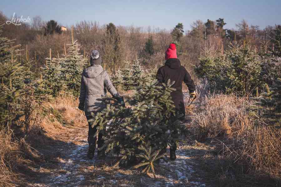 Prodej vánočních stromků, stromů Postřelmůvek - foto 13