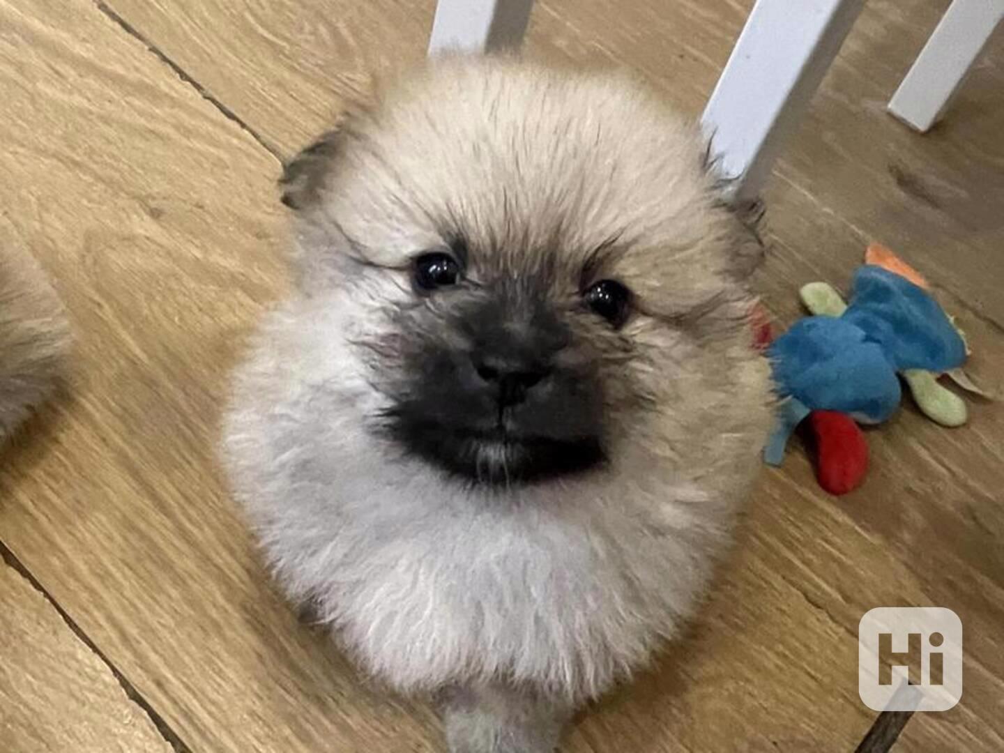 Čistokrevná štěňata Pomchi - foto 1