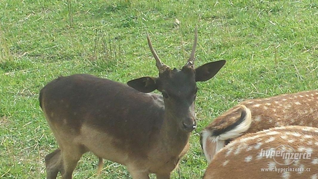Dančí, jelení a mufloní zvěř - foto 2