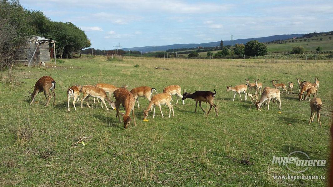 Dančí, jelení a mufloní zvěř - foto 5