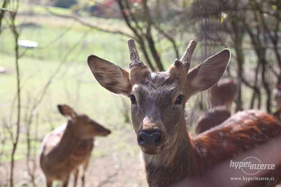 Dančí, jelení a mufloní zvěř - foto 8