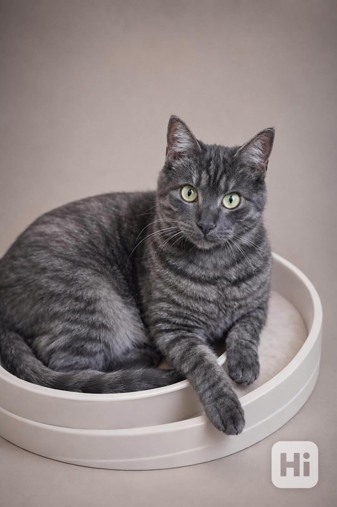 ALFIE - kastrovaný kocourek 11 měsíců  - foto 1