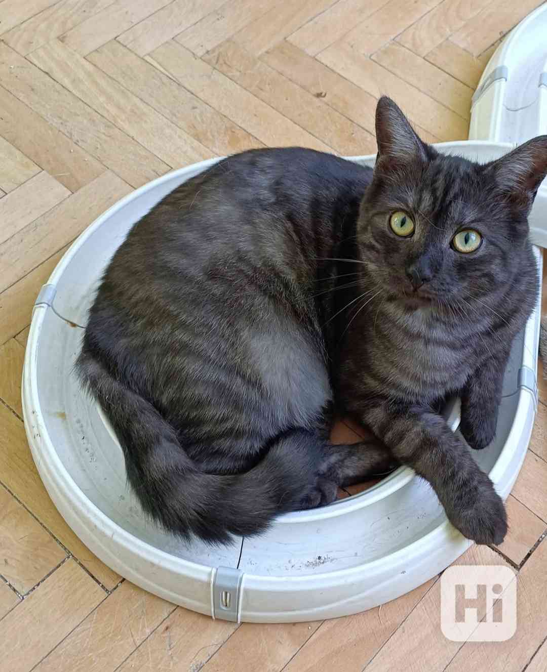 ALFIE - kastrovaný kocourek 11 měsíců  - foto 1