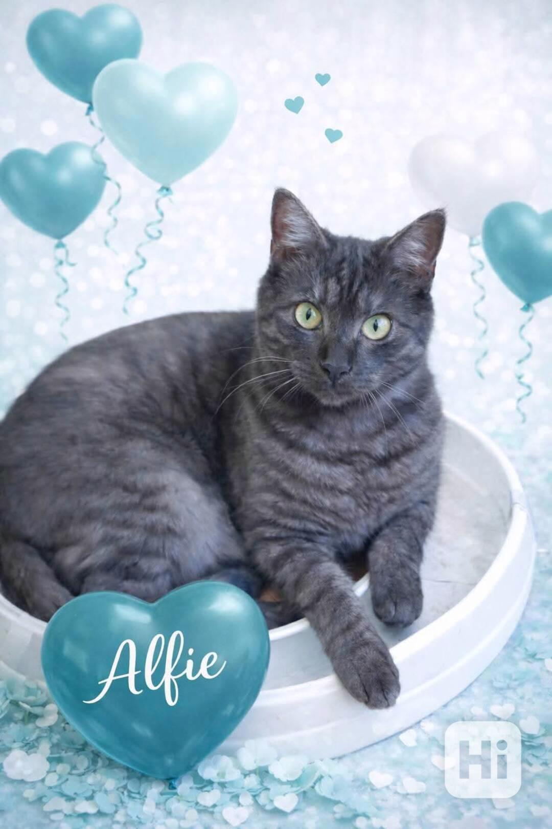 ALFIE - kastrovaný kocourek 11 měsíců  - foto 1