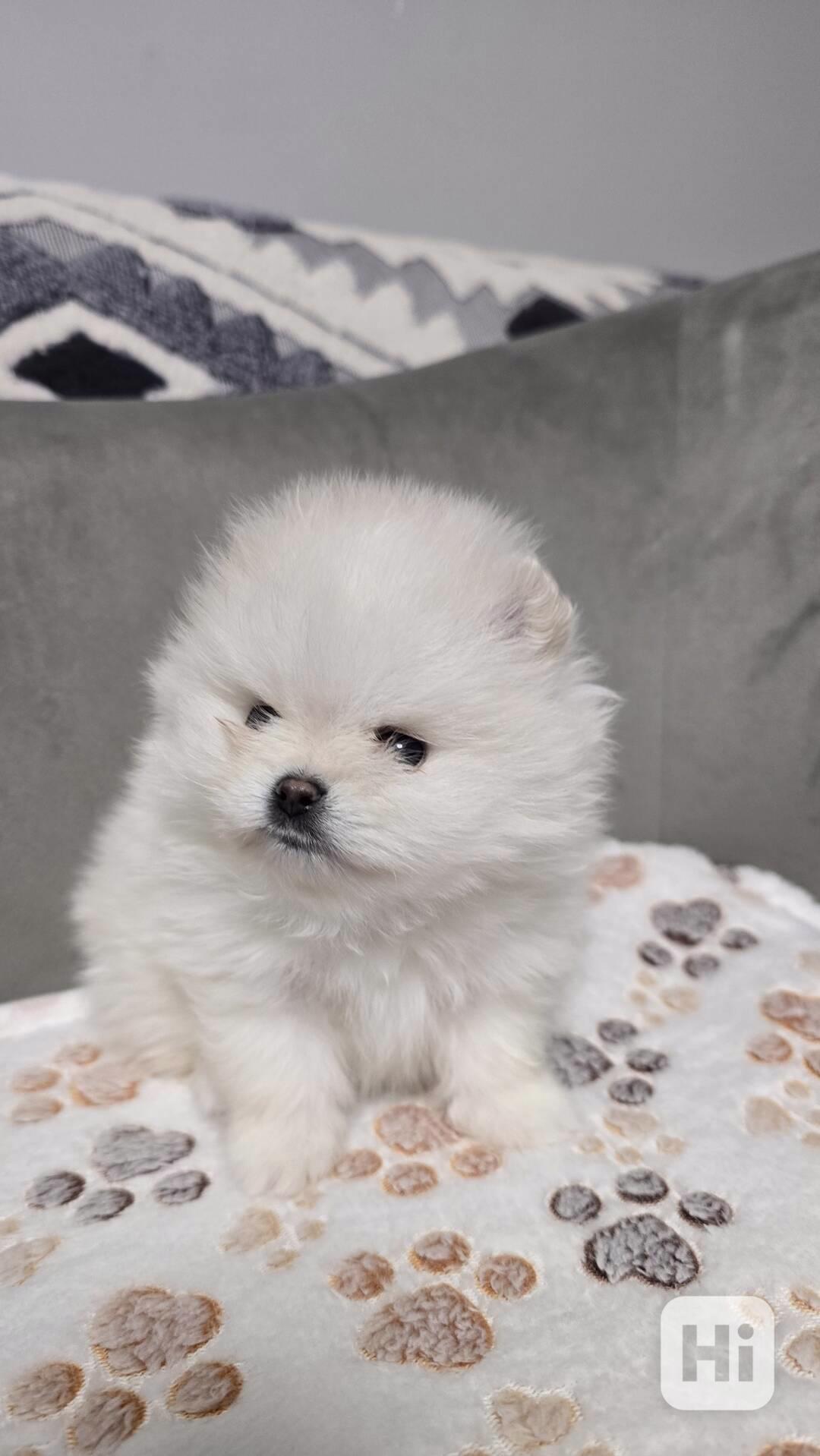 Štěňata bílého pomeraniana na prodej - foto 1