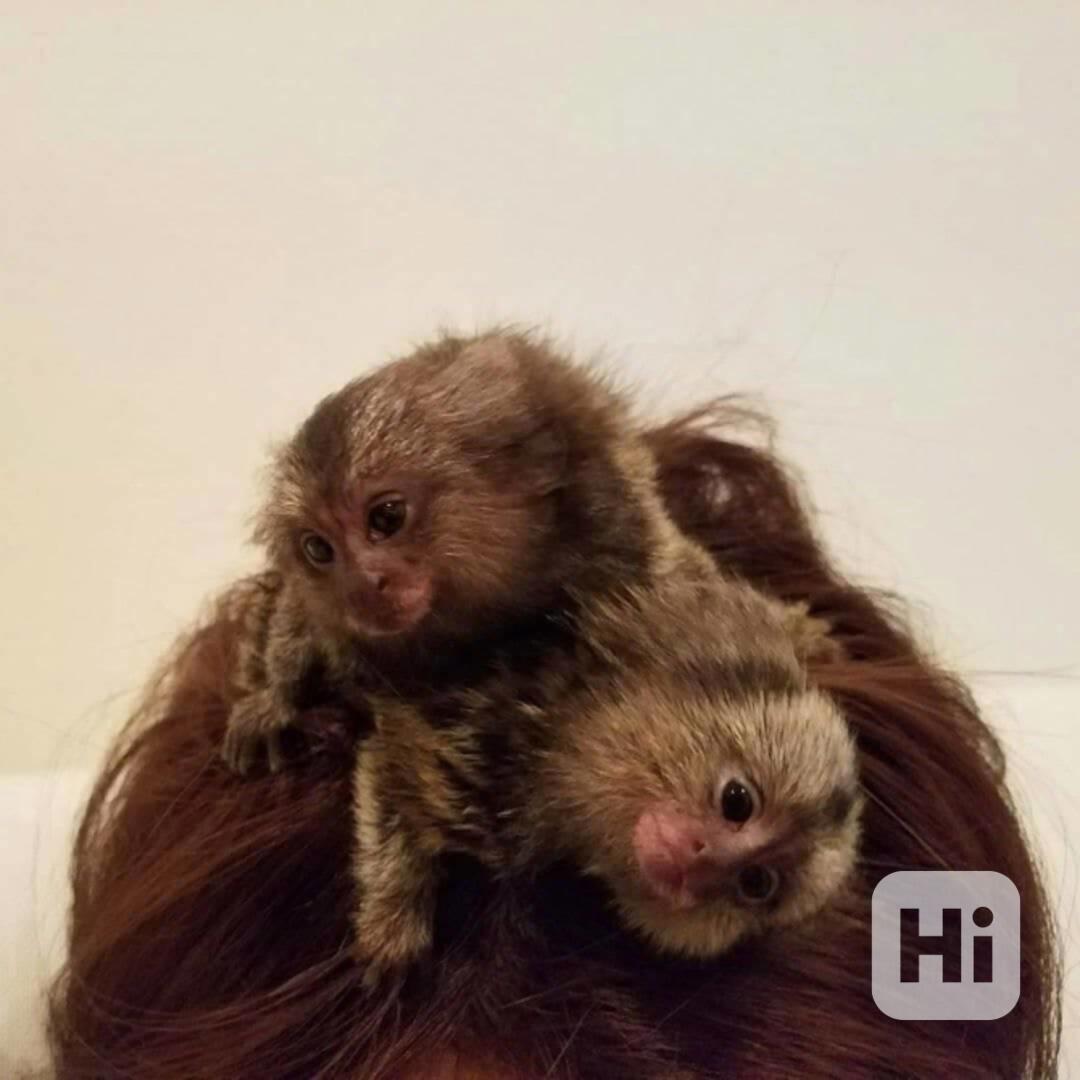 Opice marmoset - foto 1