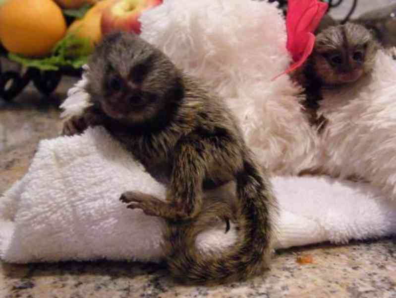 Opice marmoset - foto 5