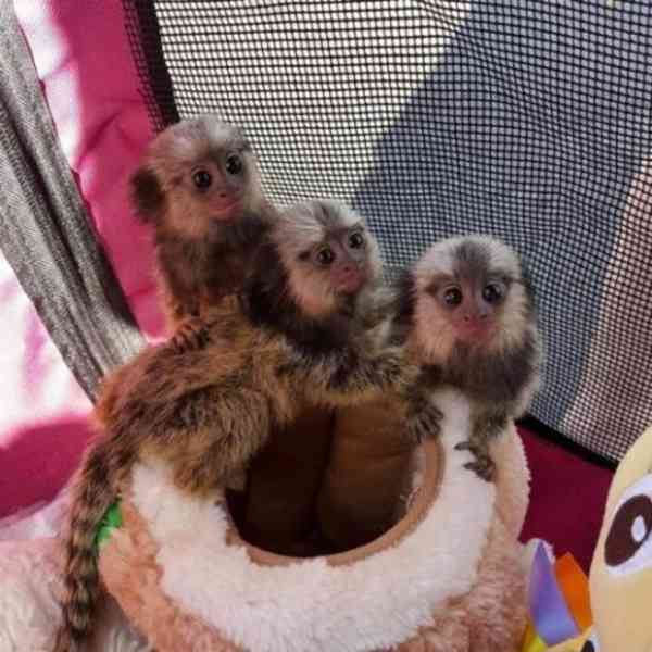 Opice marmoset - foto 6