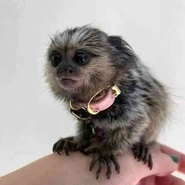 Opice marmoset - foto 9