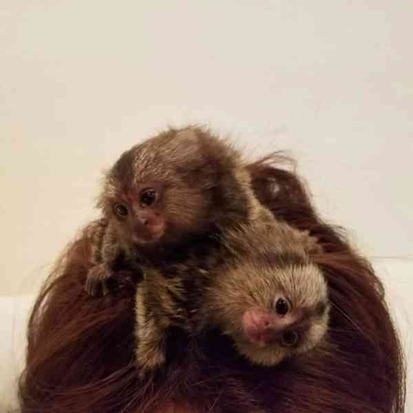 Opice marmoset - foto 1