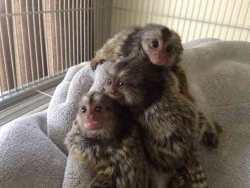 Opice marmoset - foto 3