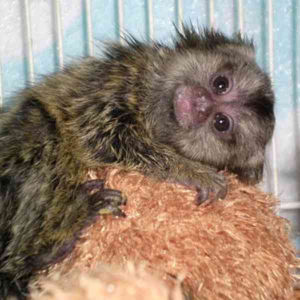 Opice marmoset - foto 4