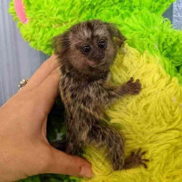 Opice marmoset - foto 7