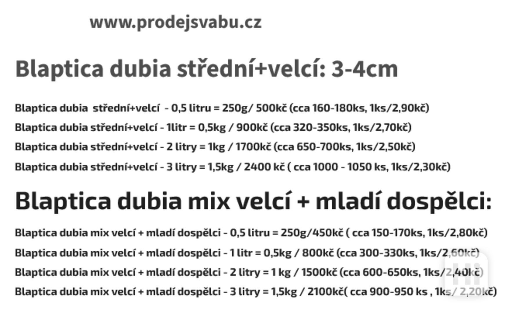 Švábi Blaptica dubia 3-4cm  - foto 1