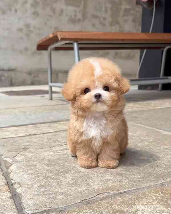 Mini bišonek, na kterého nezapomenete — Podo 🍇 S osobností 