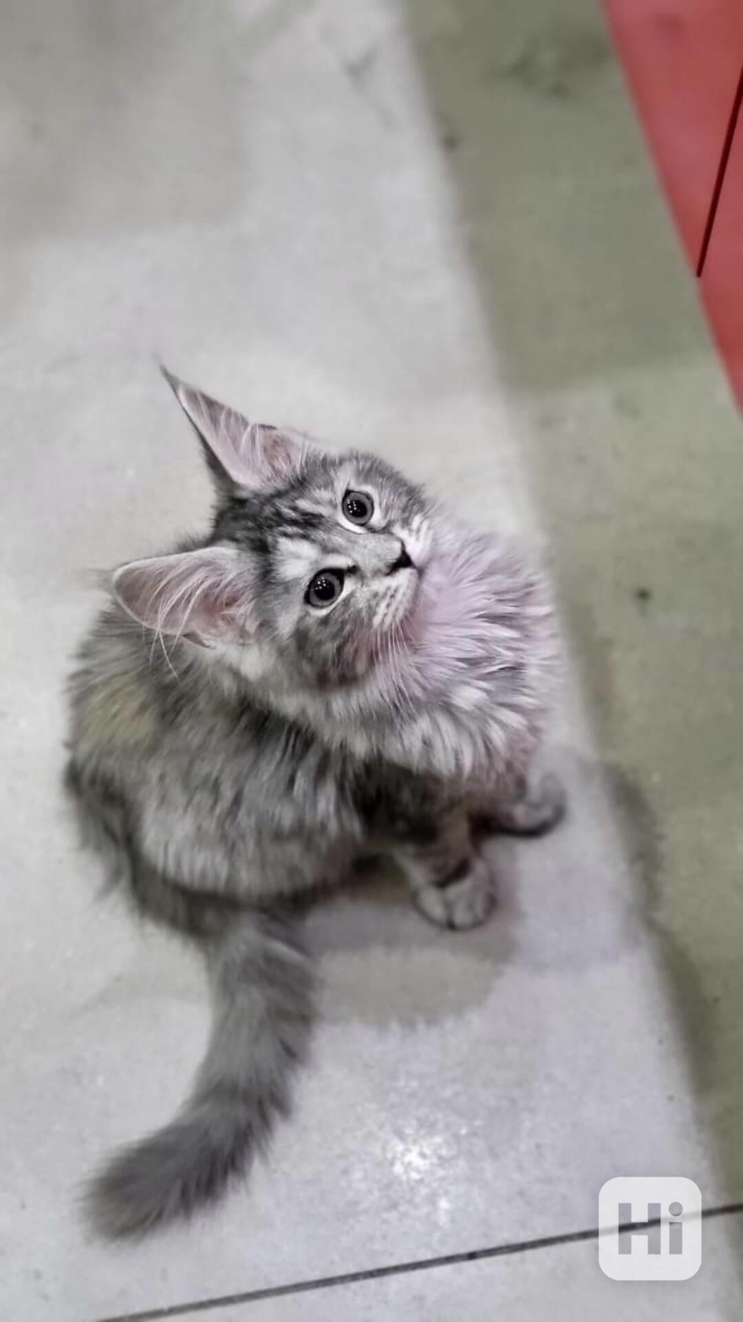 Naše koťátka Mainská mývalí koťátka hledají milující domovy. - foto 1