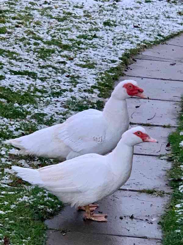 Kachna čínská - foto 1