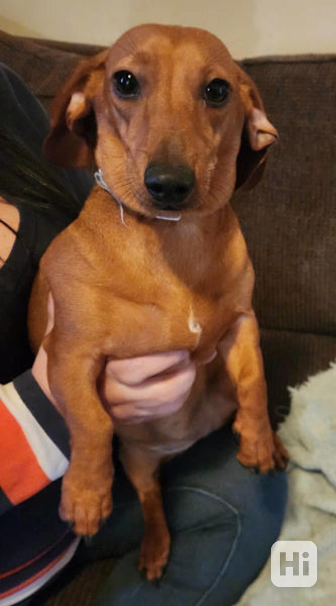 puppy - foto 1