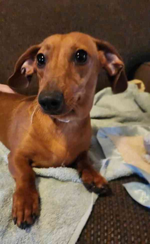 puppy - foto 2