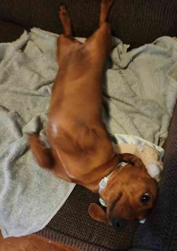 puppy - foto 3