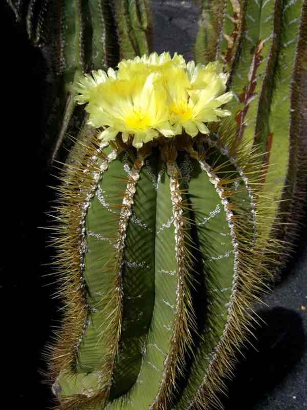 kaktus Astrophytum ornatum - foto 1