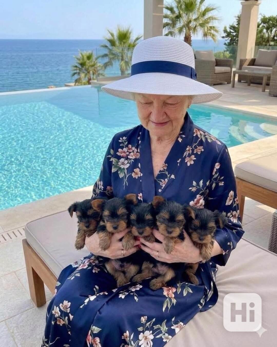 Štěňata Yorkshire - foto 1