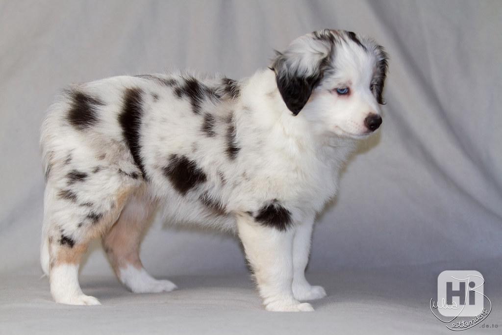 Krásná štěňata australského ovčáka, samice a samec - foto 1