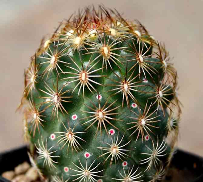 kaktus Coryphantha echinoidea SB 26 - foto 1