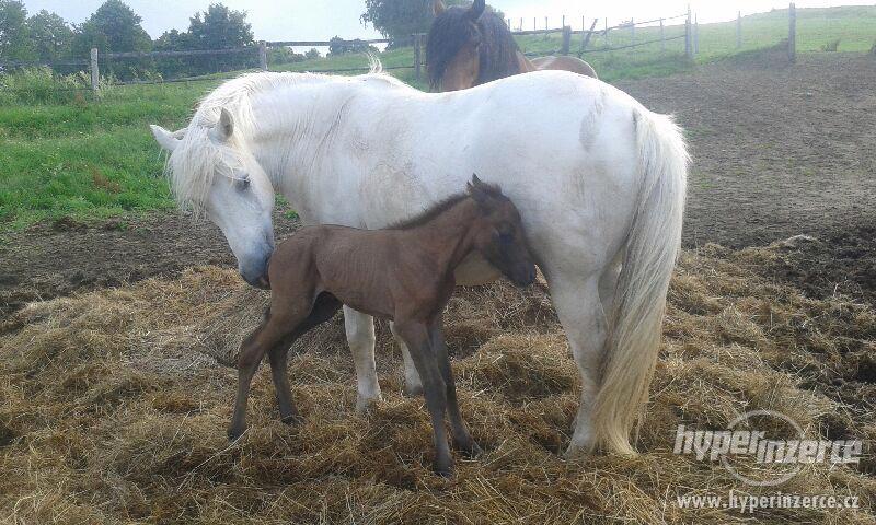 Prodám valáška ponyho - foto 4