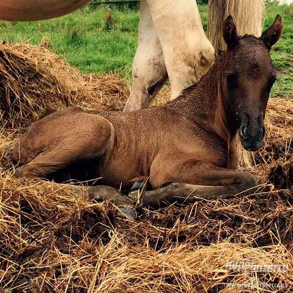 Prodám valáška ponyho - foto 6