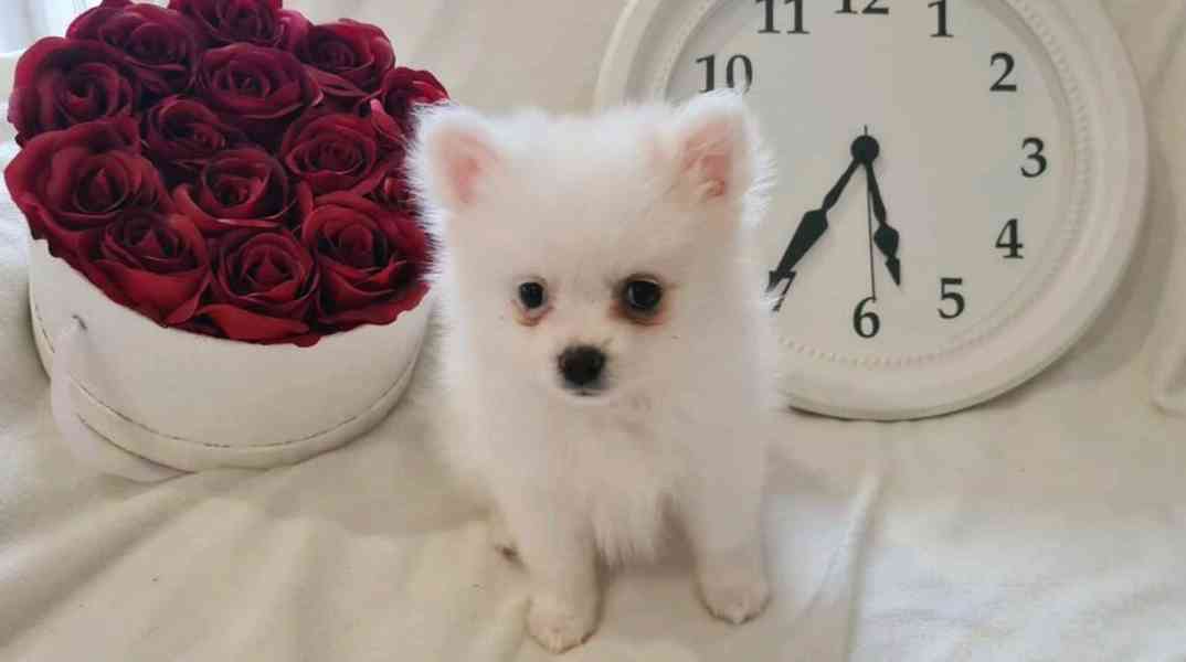 Precious Pomeranian štěňata