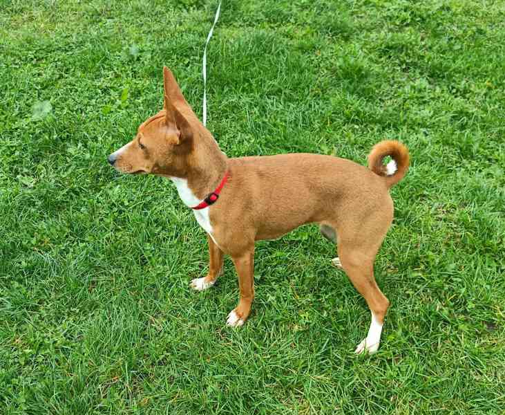 Basenji - foto 2