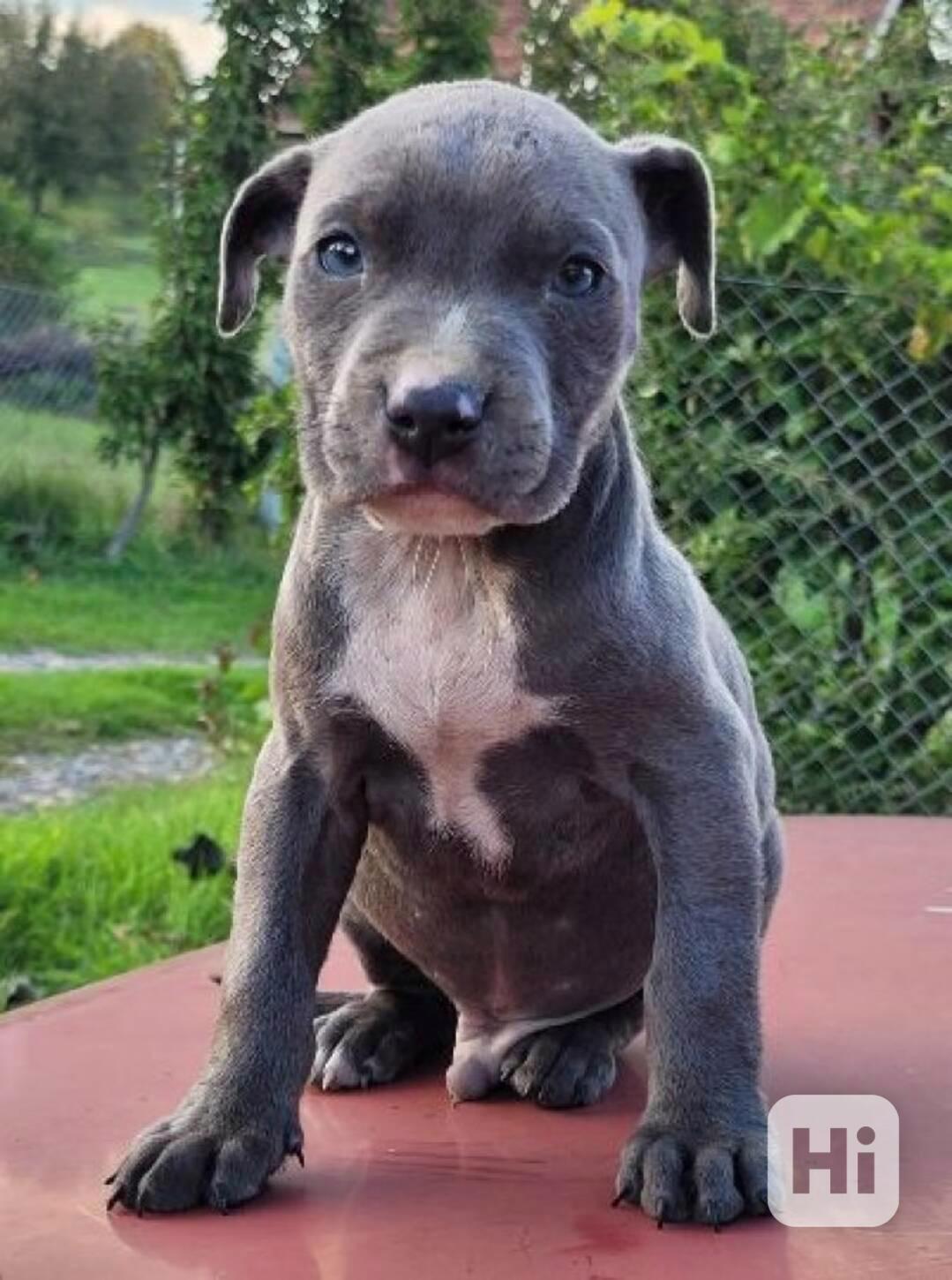 Štěňata amerického Pitbull teriéra s modrým nosem - foto 1
