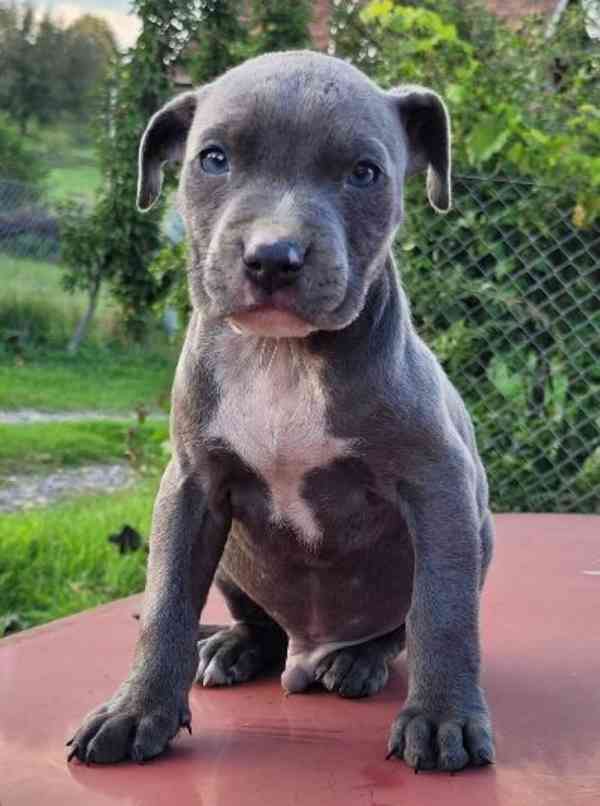 Štěňata amerického Pitbull teriéra s modrým nosem - foto 1