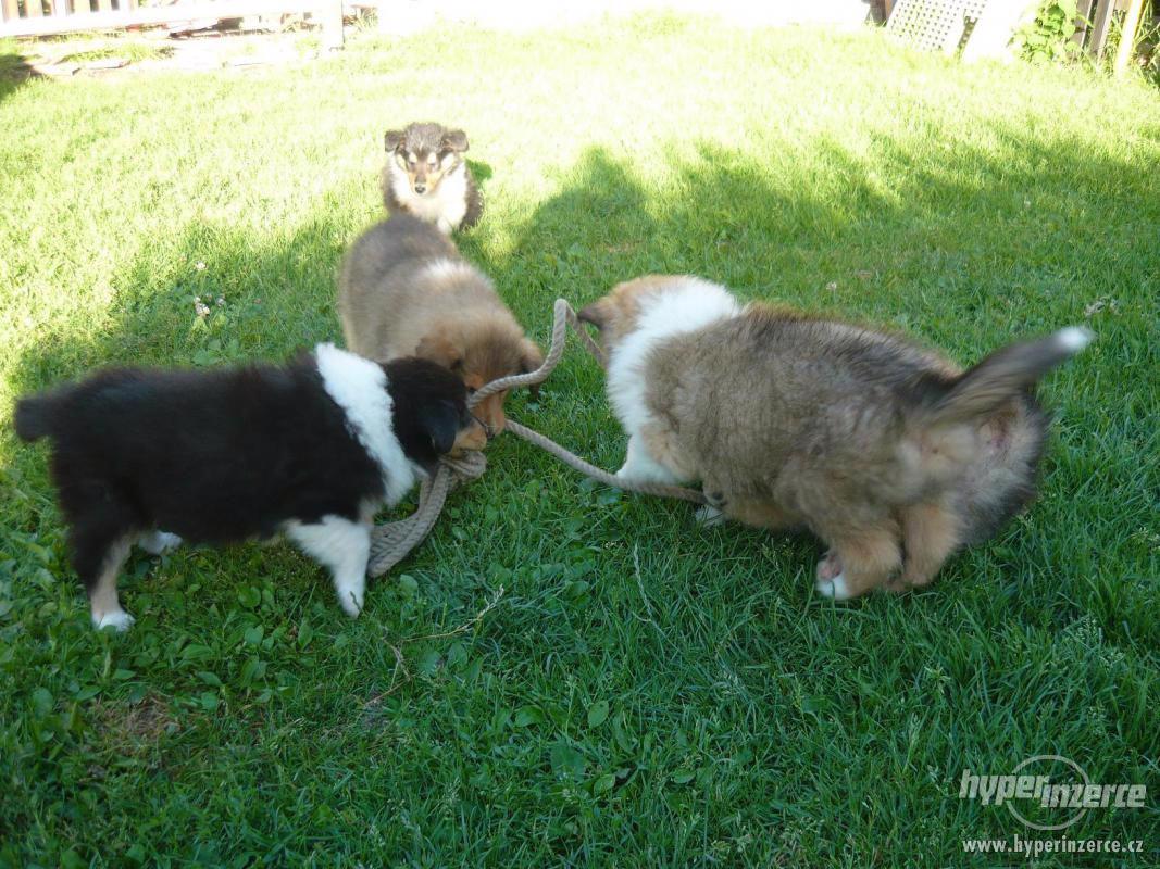 Kolie dlouhosrstá bez PP - foto 1