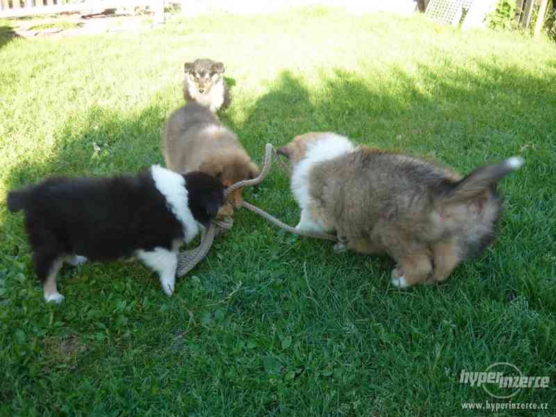 Kolie dlouhosrstá bez PP - foto 1