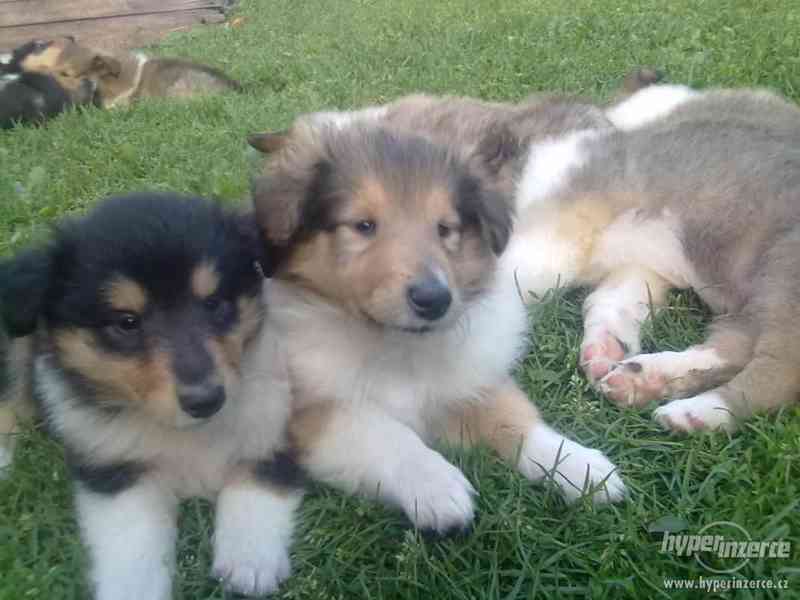 Kolie dlouhosrstá bez PP - foto 2