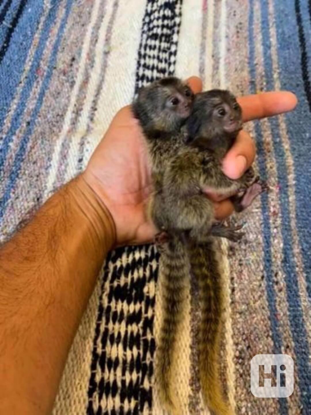 Roztomilí a zdraví kosmani k dispozici. - foto 1