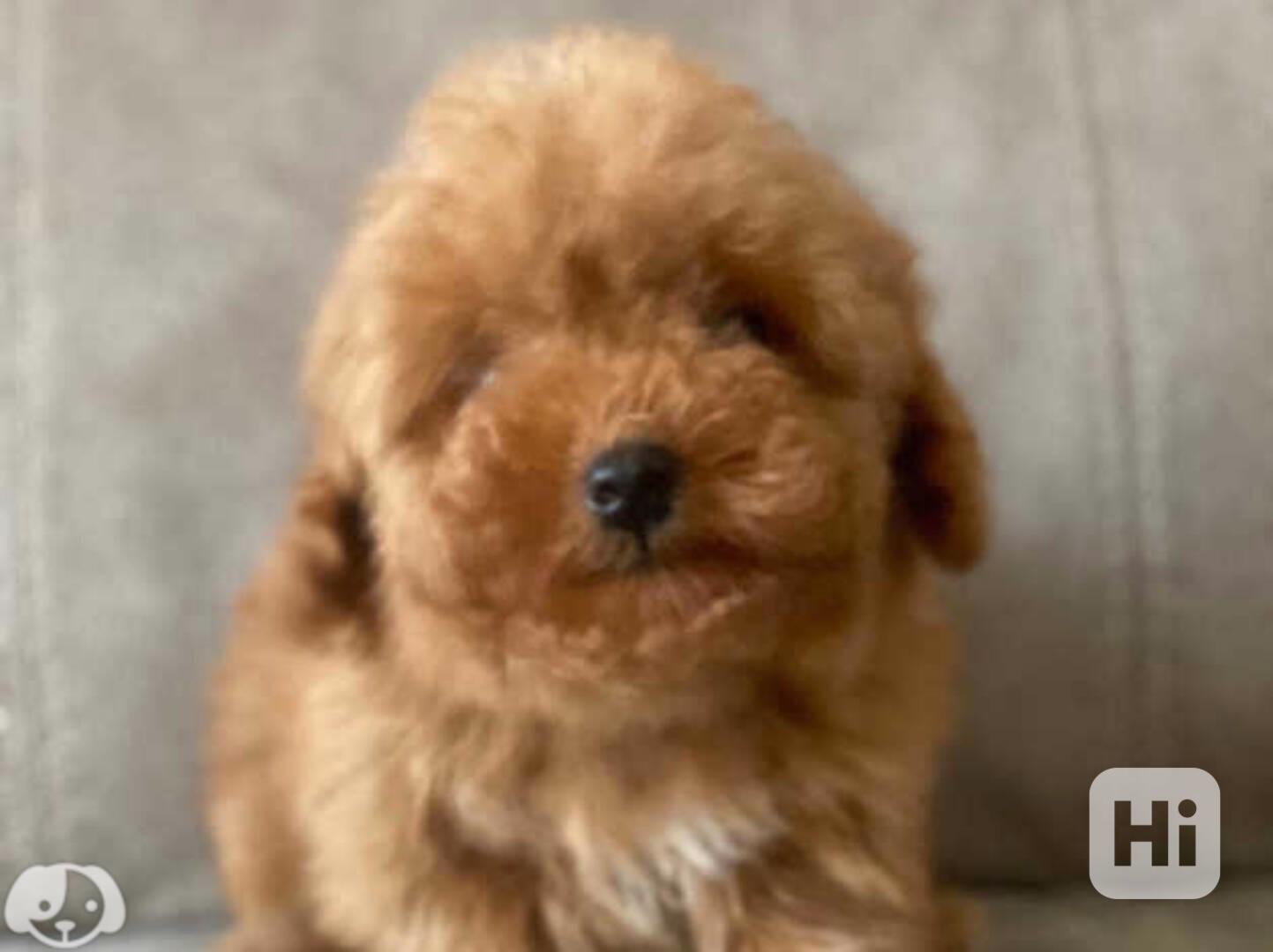 Toy pudl 12 týdnů starý - foto 1