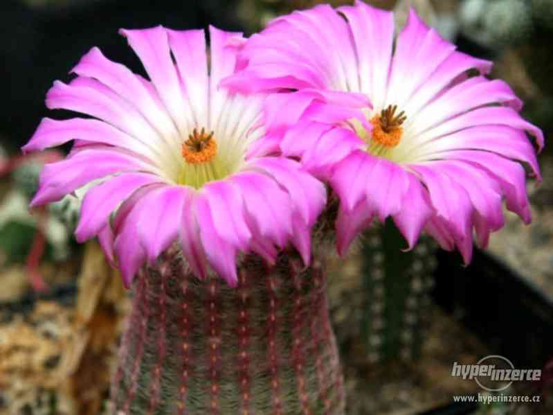 Kaktus Echinocereus rigidissimus - semena - foto 1