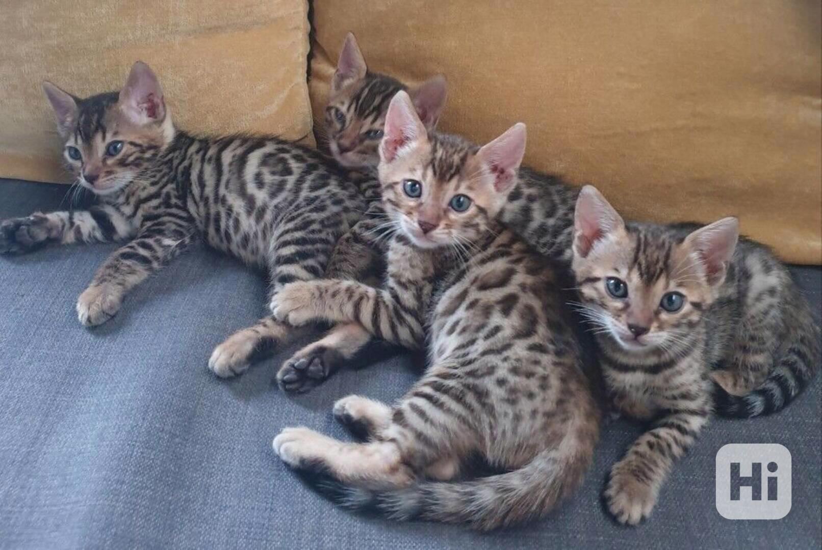 Koťata Savannah f4, f5, f6 k dispozici - foto 1