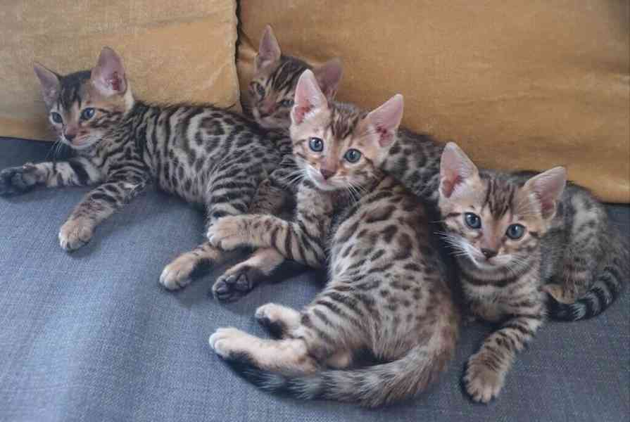 Koťata Savannah f4, f5, f6 k dispozici
