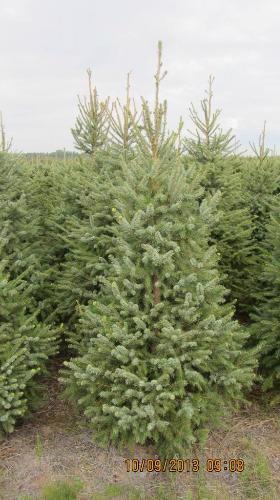 Čerstvé vánoční stromky jedle,stř.smrky,borovice až 3m vys - foto 4