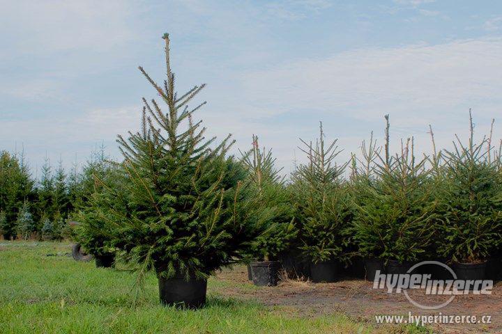 Čerstvé vánoční stromky jedle,stř.smrky,borovice až 3m vys - foto 5